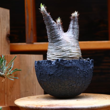 パキポディウム  グラキリス／Pachypodium  gracilius    no.42405