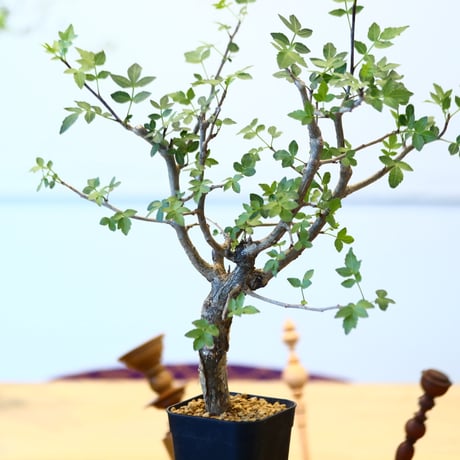 ブルセラ ファガロイデス / Bursera fagaroides   no.62519