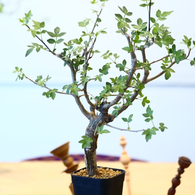 ブルセラ ファガロイデス / Bursera fagaroides no.62519 | ブルセラ ファガロイデス / Bursera fagaroides no.62519 |