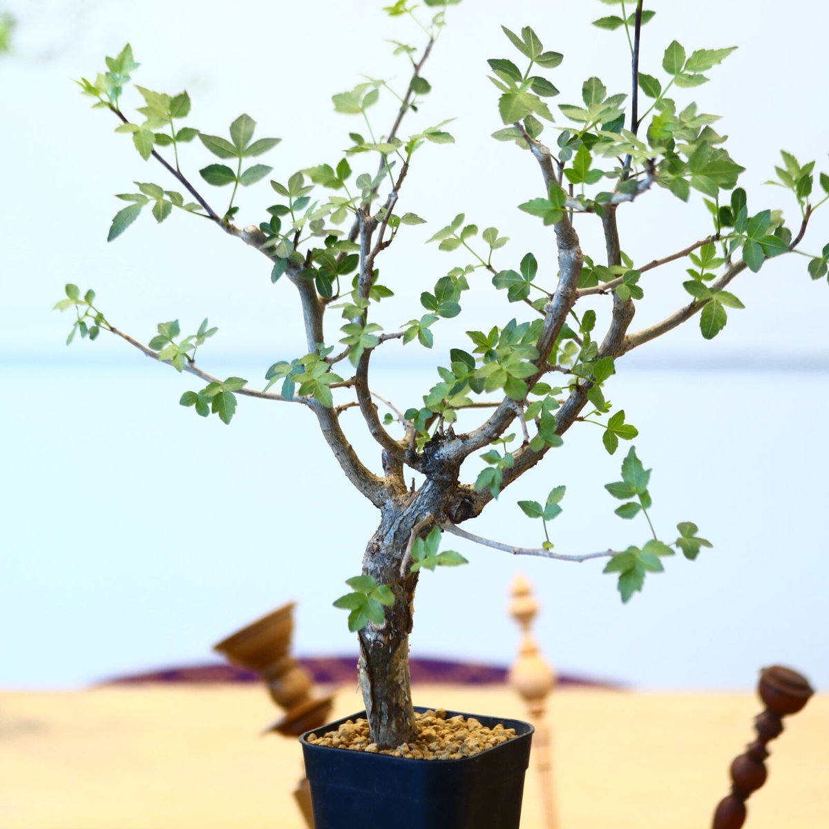 ブルセラ ファガロイデス / Bursera fagaroides no.62519 |