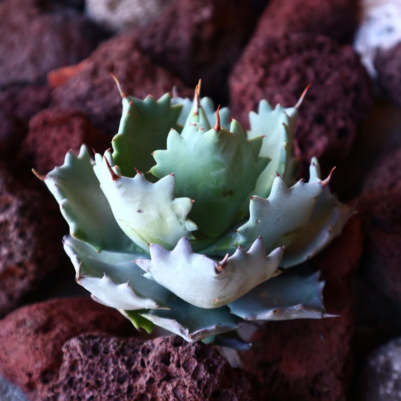 アガベ イシスメンシス Agave Isthmensis no.30834 | 芽の巣山