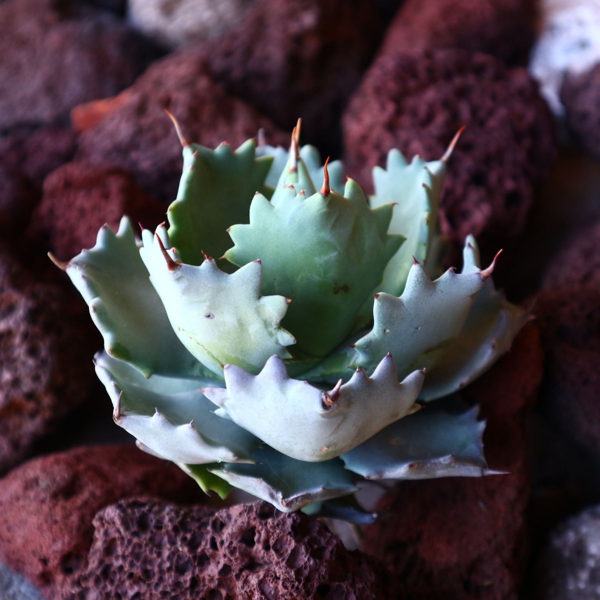 アガベ イシスメンシス Agave Isthmensis no.30834 | 芽の巣山