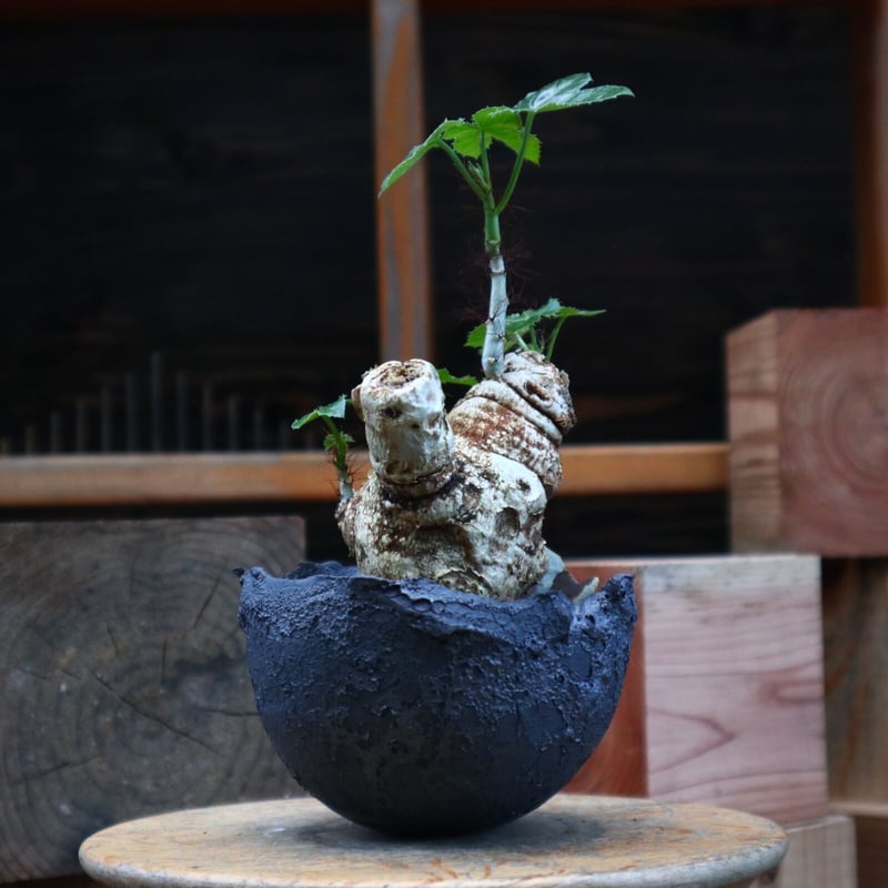 8606 「塊根植物」 ヤトロファ スピカータ 植え【発根未確認・Jatropha 