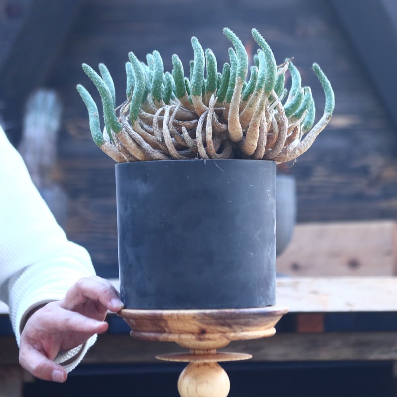 ユーフォルビア エスクレンタ Euphorbia esculenta no.228