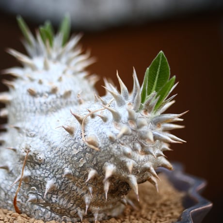 パキポディウム  恵比寿大黒 / Pachypodium  Densicaule    no.31934