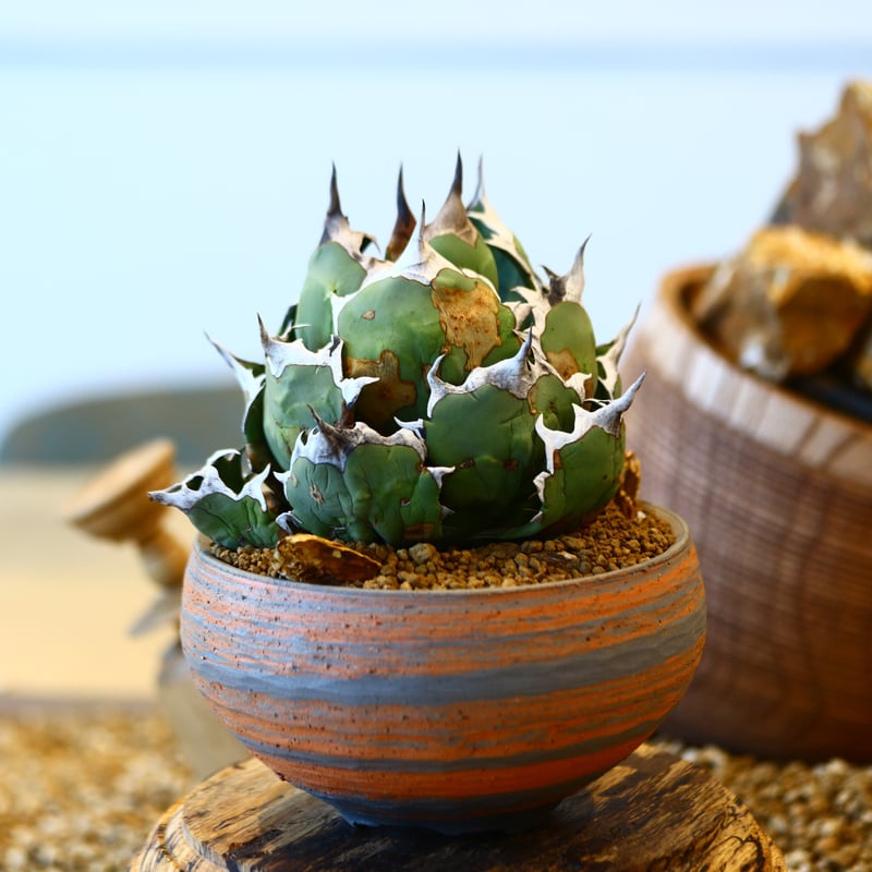 （鉢付き）アガベ チタノタ 姫厳竜 アガベ チタノタ 姫厳竜爪 短い葉 肉厚 発根済み ※鉢ごと