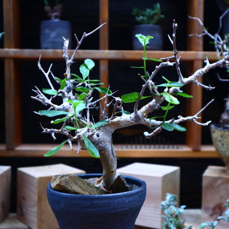 コミフォラ ワイティ Commiphora wightii 20s コミフォラ ワイティ Commiphora wightii 20s