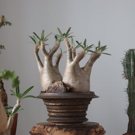Pachypodium gracilius × たけろうポット    no.51227
