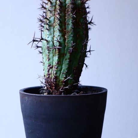 ユーフォルビア  群星冠    Euphorbia   stellispina  no.20312