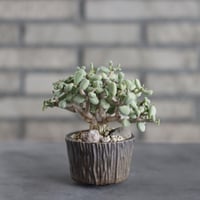 ラリレアキア カクティフォルメ 仏頭玉 Larryleachia cactiformis