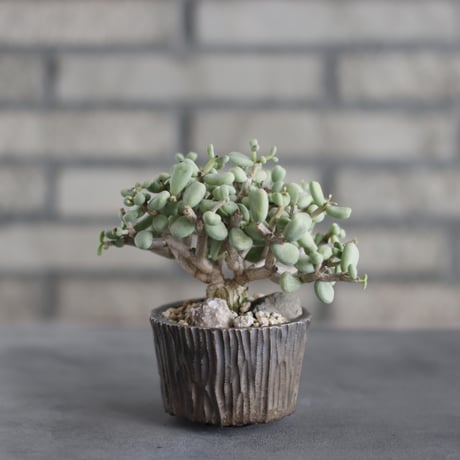 Ceraria pygmaea × takero pot (3号)  no.419/106