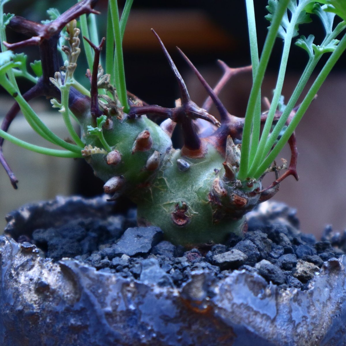 ペラルゴニウム クリズミフォリウム/Pelargonium crithmifolium ペラルゴニウム クリズミフォリウム/Pelargonium crithmifolium