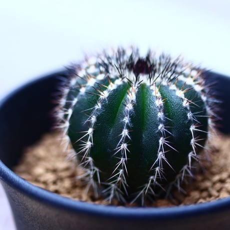 pectinifera | STORES pectinifera | STORES