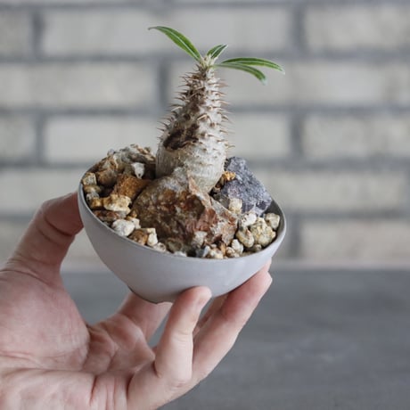 Pachypodium gracilius × Kazuhiro Arima (3号) no.628/79