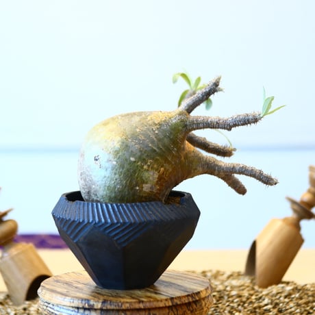 N/OH × Pachypodium  gracilius    no.61843