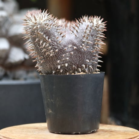 パキポディウム  恵比寿大黒  実生／Pachypodium  Densicaule    no.11507