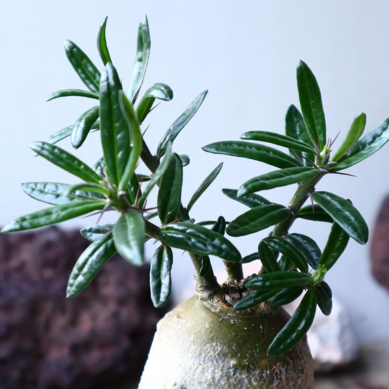 パキポディウム サキュレンタム Pachypodium Succulentum no