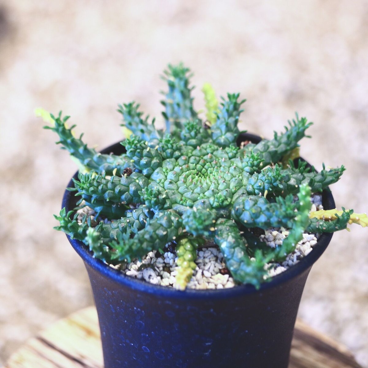 ユーフォルビア ゴルゴニス / Euphorbia gorgonis no.51423 |