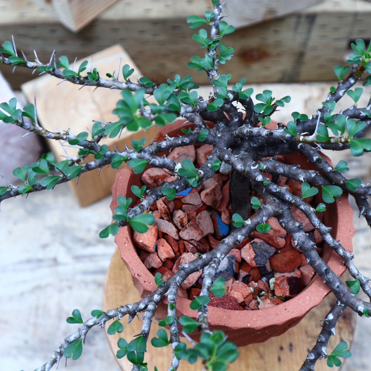 サルコカウロン バンデリエティアエ 竜骨扇 現地球 大株 Monsonia vanderietiae / 竜骨扇 バンデリが冴えてる