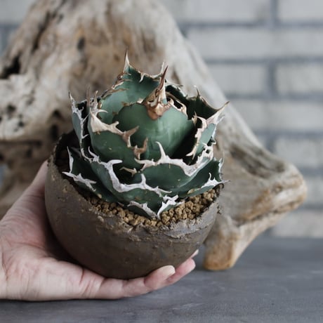 Agave titanota personal collection × takero pot (4.5号)  no.629-44