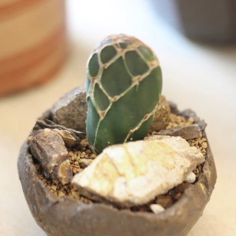 Opuntia zebrina f. reticulata (亀甲団扇) × たけろうポット   no.112-25