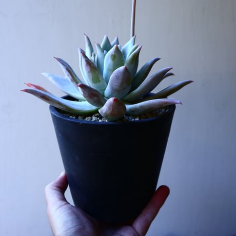 エケベリア  メキシカンジャイアント   Echeveria colorata 'Mexican Giant'.   no.32216