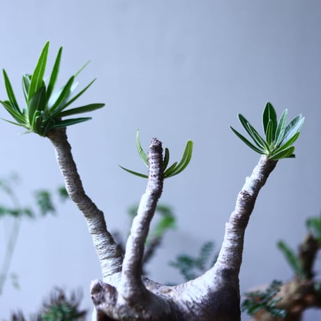 パキポディウム グラキリス   Pachypodium rosulatum var. gracilius no.90601