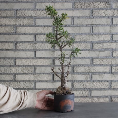 Fouquieria purpusii × N/OH (3.5号)  no.628/68