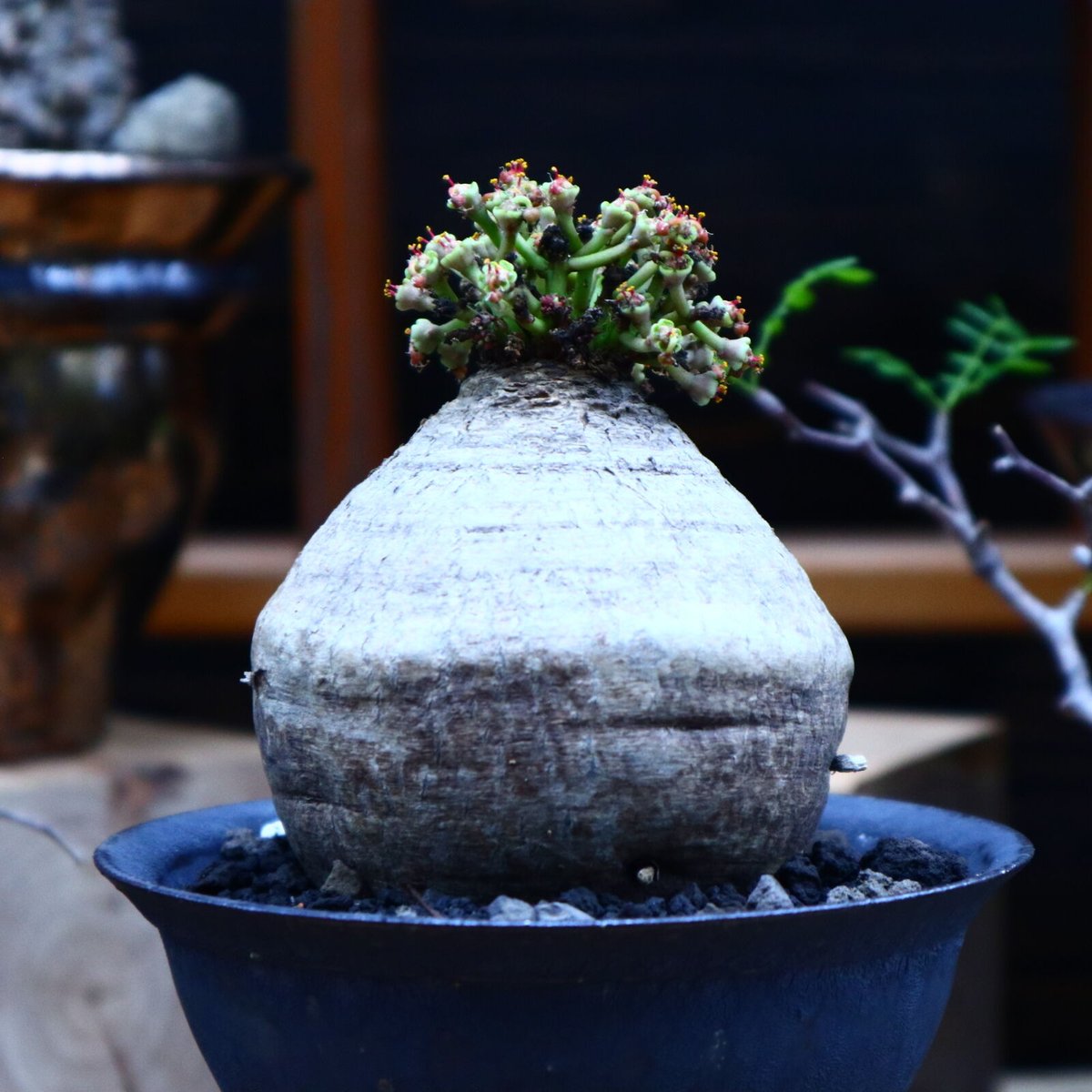 ユーフォルビア デシドゥア 3頭 塊根植物 ユーフォルビア デシドゥア