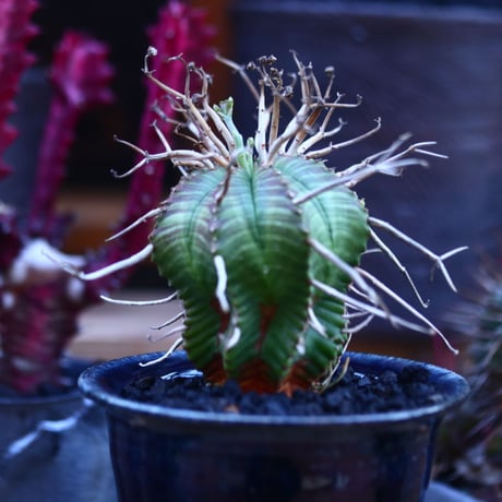 ユーフォルビア  バリダ    Euphorbia valida     no.32116