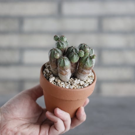 Euphorbia obesa blow (オベサブロウ) / T.W. × YAMABACHI (3号) no.329/11