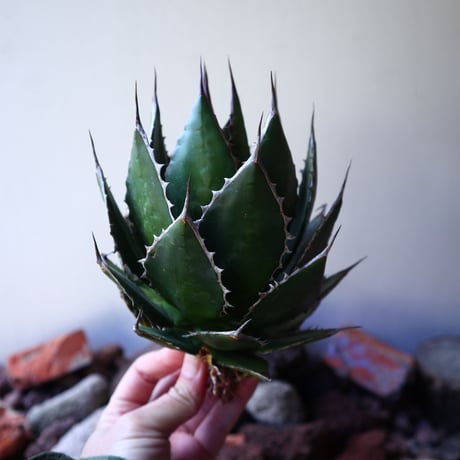 アガベ ホリダ   Agave horrida   no.30821