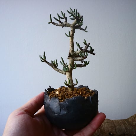 チレコドン  ブッコルジアヌス   Tylecodon  buchholzianus  No.004