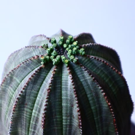 ユーフォルビア  オベサ   Euphorbia obesa   no.20310