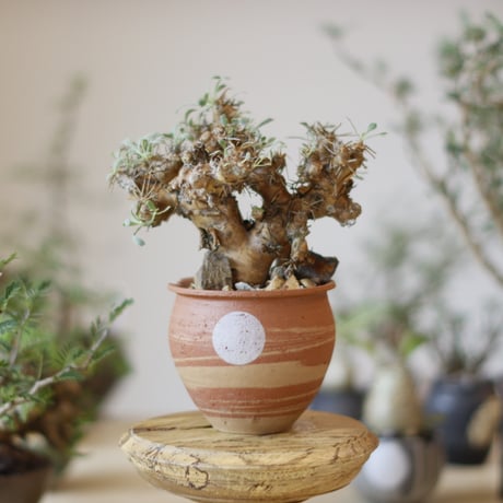 ユーフォルビオイデス | STORES