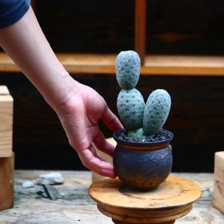 テフロカクタス  ゲオメトリクス／Tephrocactus geometricus   no.91956