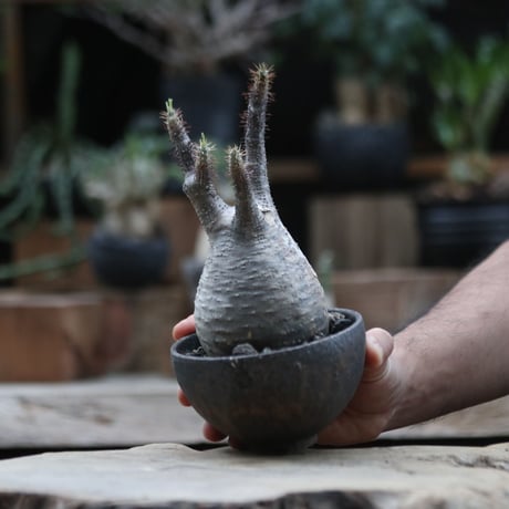 パキポディウム グラキリス／Pachypodium  gracilius     no.103070