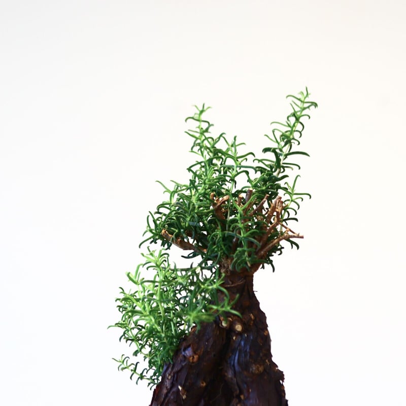 メストクレマ アルボリフォルメ / Mestoklema arboriforme no.43