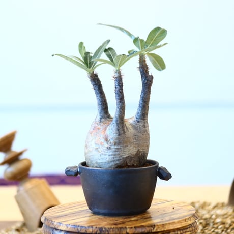 N/OH × Pachypodium  gracilius    no.61838