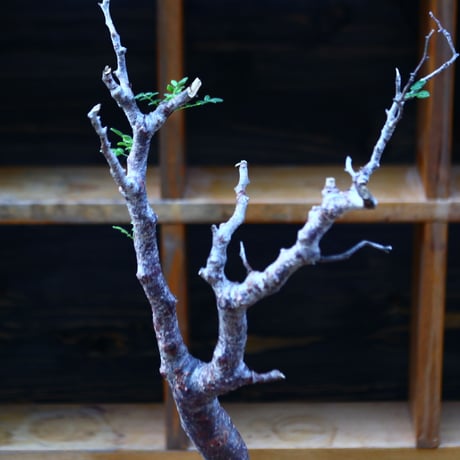 コミフォラ モンストローサ／Commiphora monstrosa   no.100354