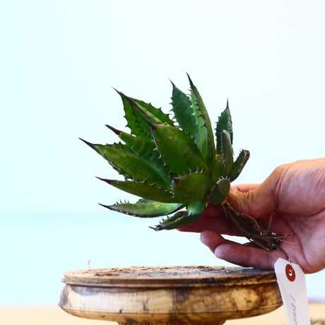 Agave horrida / Style of Chika   no.1015/88
