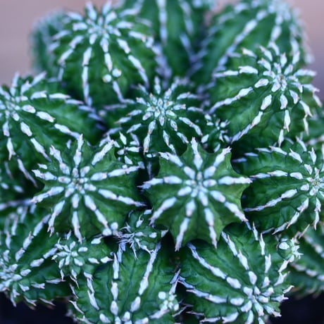 ユーフォルビア  セプルタ  接木　Euphorbia sepulta　 no.32103