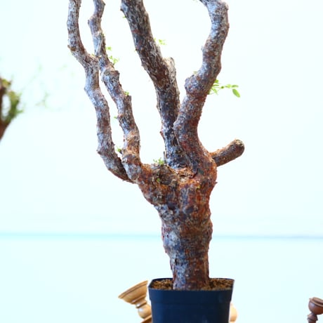 コミフォラ モンストローサ / Commiphora monstrosa   no.62507