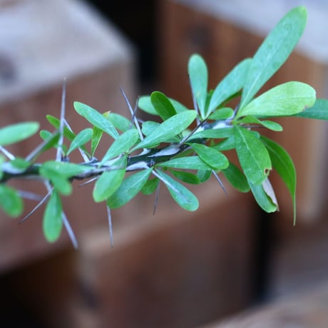フォークイエリア hyb.／ Fouquieria hyb. （purpusii × fasciculata ） no.120566