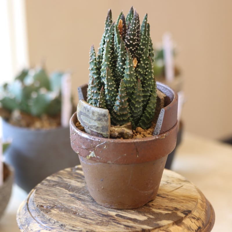 Haworthia maxima ×YAMABACHI var. 六本芽 no.90145