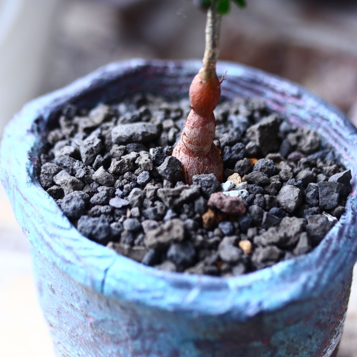 オペルクリカリア デカリー 実生 Operculicarya decaryi no.7