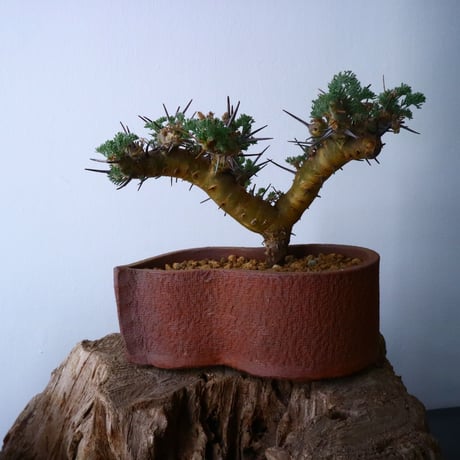 サルコカウロン  ヘレー    Sarcocaulon herrei   No.024