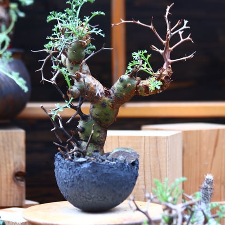 ペラルゴニウム  クリズミフォリウム／Pelargonium crithmifolium    no. 40346