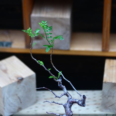 コミフォラ モンストローサ   Commiphora monstrosa   no.82230