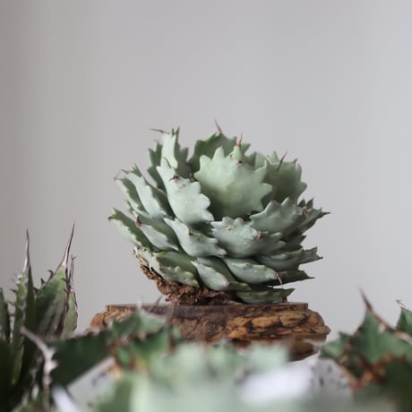 Agave Isthmensis / Style of Chika　no.42179
